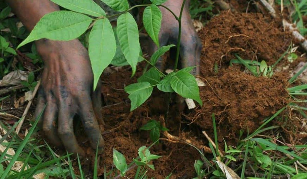 Sbobetthai.me trồng 10.000 cây gây vườn rừng